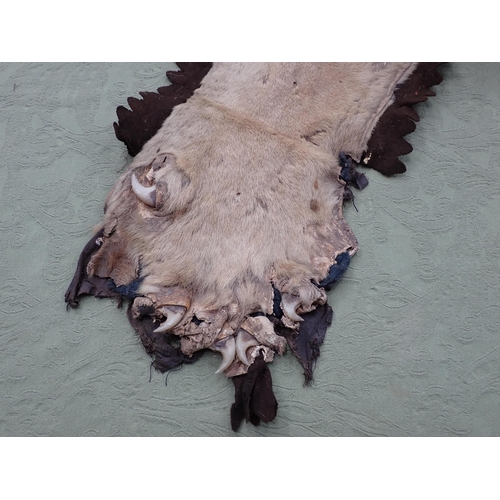 1655 - An antique taxidermy Lion Skin Rug with felt backing and full head mount in roaring attitude, bearin... 