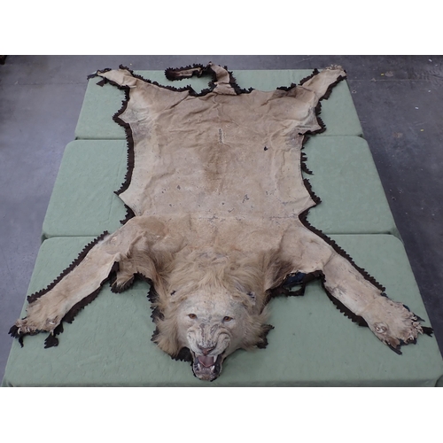 1655 - An antique taxidermy Lion Skin Rug with felt backing and full head mount in roaring attitude, bearin... 