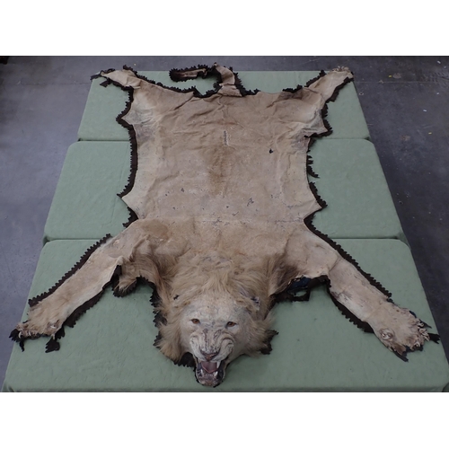 1655 - An antique taxidermy Lion Skin Rug with felt backing and full head mount in roaring attitude, bearin... 