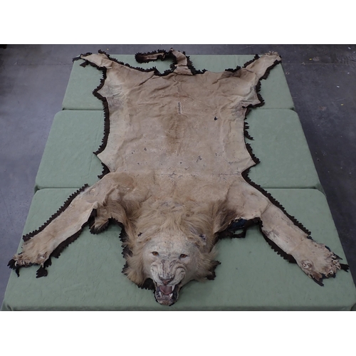 1655 - An antique taxidermy Lion Skin Rug with felt backing and full head mount in roaring attitude, bearin... 