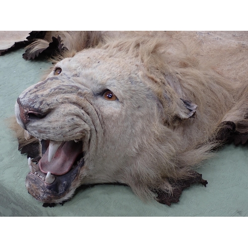 1655 - An antique taxidermy Lion Skin Rug with felt backing and full head mount in roaring attitude, bearin... 