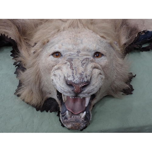 1655 - An antique taxidermy Lion Skin Rug with felt backing and full head mount in roaring attitude, bearin... 