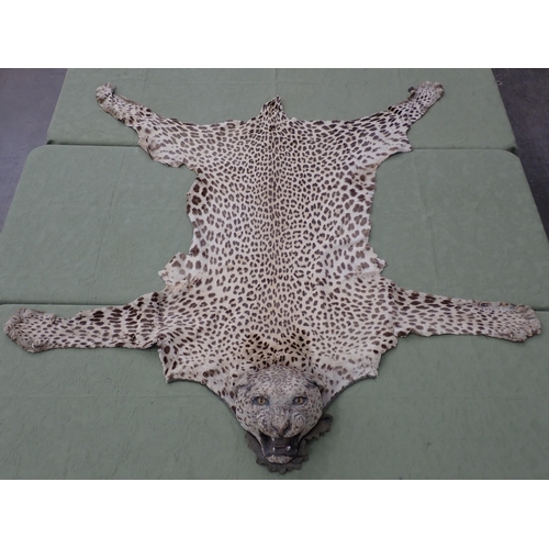 1656 - An antique taxidermy Leopard Skin Rug with partial backing and full head mount in roaring attitude, ... 