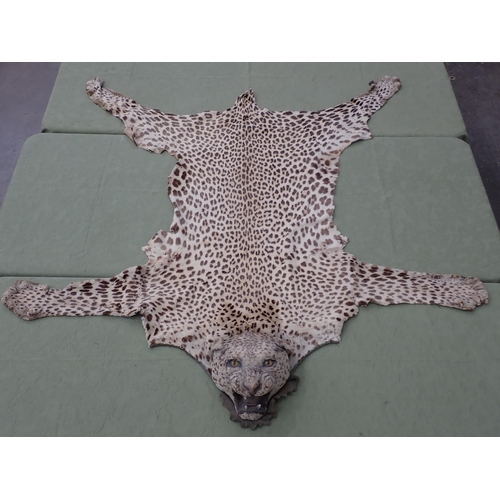 1656 - An antique taxidermy Leopard Skin Rug with partial backing and full head mount in roaring attitude, ... 