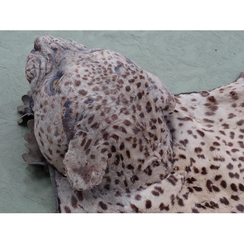 1656 - An antique taxidermy Leopard Skin Rug with partial backing and full head mount in roaring attitude, ... 