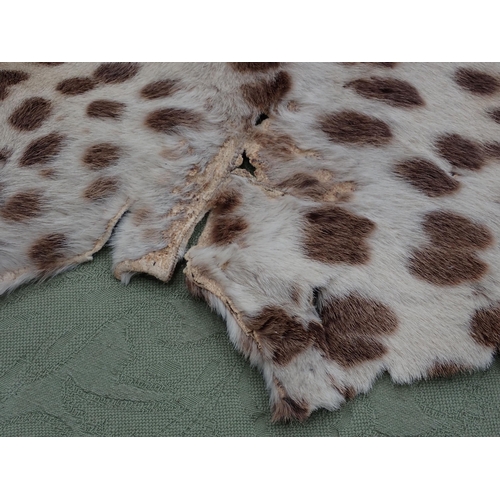 1656 - An antique taxidermy Leopard Skin Rug with partial backing and full head mount in roaring attitude, ... 