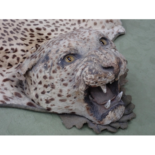 1656 - An antique taxidermy Leopard Skin Rug with partial backing and full head mount in roaring attitude, ... 