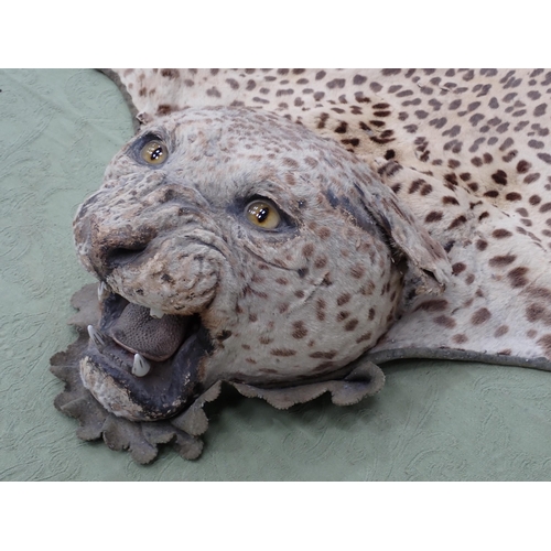 1656 - An antique taxidermy Leopard Skin Rug with partial backing and full head mount in roaring attitude, ... 