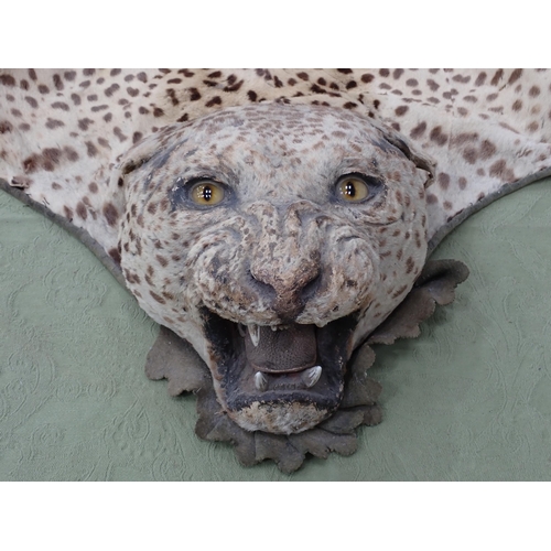 1656 - An antique taxidermy Leopard Skin Rug with partial backing and full head mount in roaring attitude, ... 