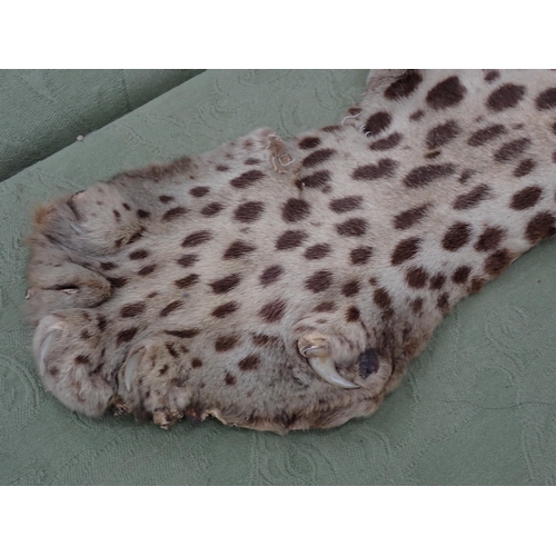 1656 - An antique taxidermy Leopard Skin Rug with partial backing and full head mount in roaring attitude, ... 