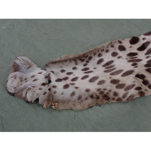 1656 - An antique taxidermy Leopard Skin Rug with partial backing and full head mount in roaring attitude, ... 