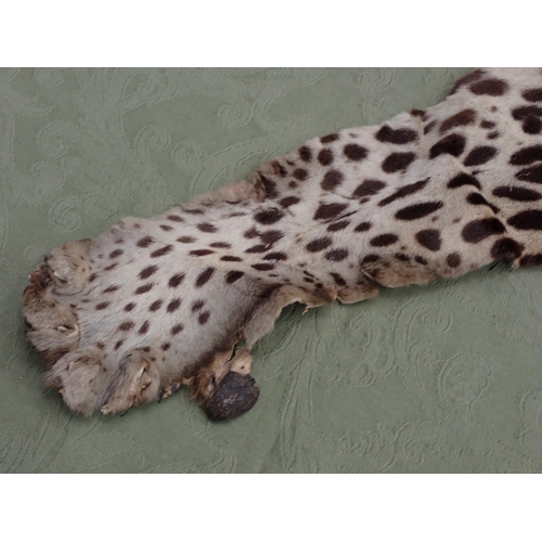 1656 - An antique taxidermy Leopard Skin Rug with partial backing and full head mount in roaring attitude, ... 