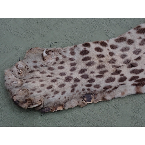 1656 - An antique taxidermy Leopard Skin Rug with partial backing and full head mount in roaring attitude, ... 