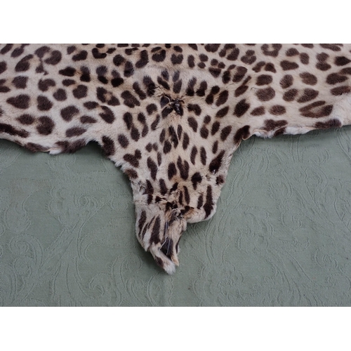 1656 - An antique taxidermy Leopard Skin Rug with partial backing and full head mount in roaring attitude, ... 