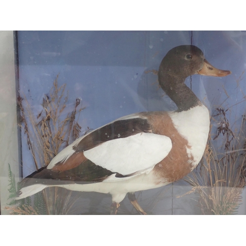 1642 - An ebonised and glazed taxidermy Case displaying a Shelduck on rock effect base bearing S. King, Her... 