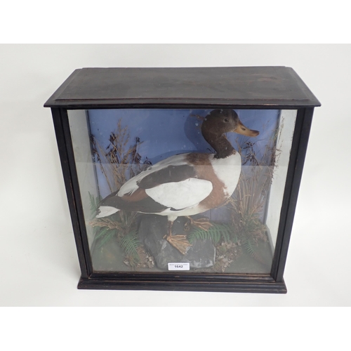 1642 - An ebonised and glazed taxidermy Case displaying a Shelduck on rock effect base bearing S. King, Her... 