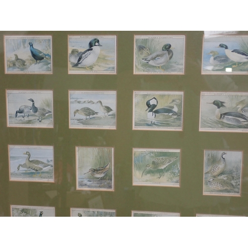 1643 - A framed collection of twenty five Gamebird, Wildfowl and Waders Cigarette Card