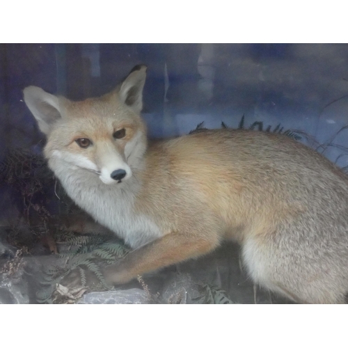 1 - An antique ebonised and glazed taxidermy Case displaying a Fox and Stoat on naturalistic rock effect... 