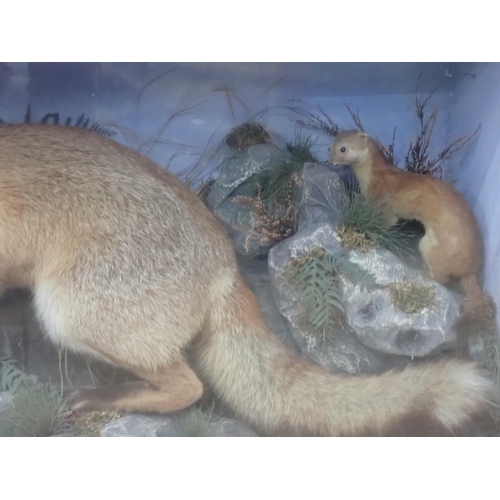 1 - An antique ebonised and glazed taxidermy Case displaying a Fox and Stoat on naturalistic rock effect... 