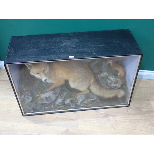 1 - An antique ebonised and glazed taxidermy Case displaying a Fox and Stoat on naturalistic rock effect... 