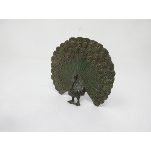 75 - A cold painted bronze of a Peacock with outstretched wings