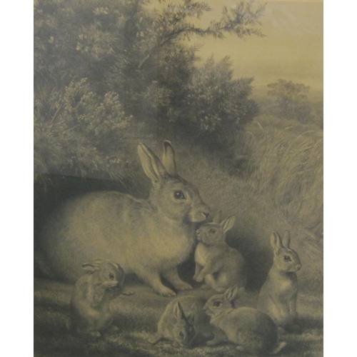 419 - ENGLISH SCHOOL, 19th Century. Rabbits by a Warren, engraving, pl. 24 x 18in