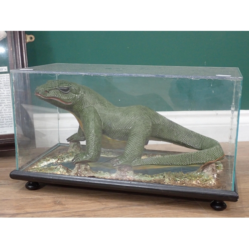 366 - A framed Gold Rush Display Case and a Model of an Iguana in Perspex case