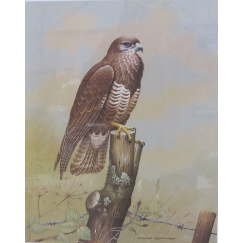 427 - AFTER DAVID ANDREWS. Barn Owls : Peregrine Falcon; Buzzard; reproductions in colours, pencil signed ... 