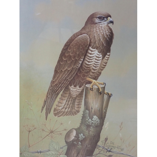 427 - AFTER DAVID ANDREWS. Barn Owls : Peregrine Falcon; Buzzard; reproductions in colours, pencil signed ... 