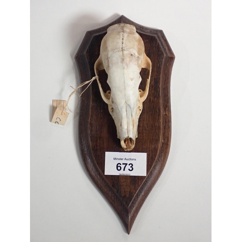 673 - A small 19th Century taxidermy Shield by Rowland Ward, later mounted with an American Coyote skull