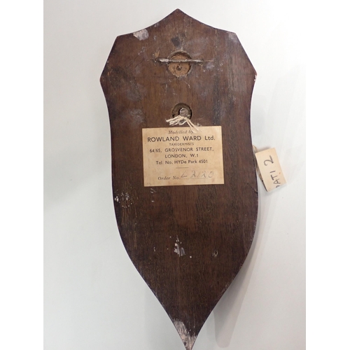 673 - A small 19th Century taxidermy Shield by Rowland Ward, later mounted with an American Coyote skull