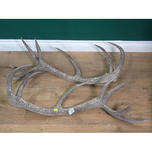 652 - A pair of unmounted fourteen point Red Deer Antlers