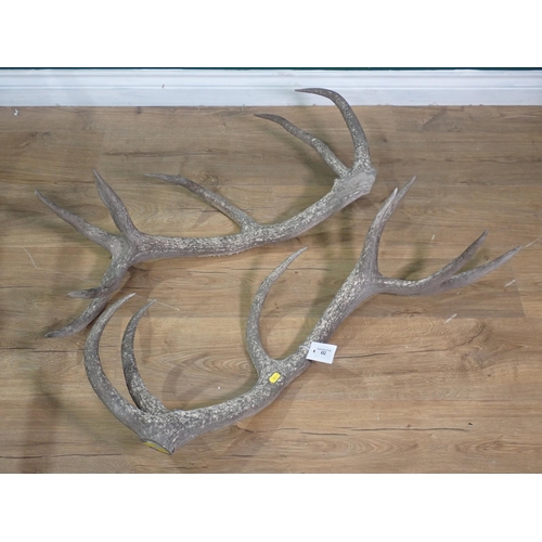 652 - A pair of unmounted fourteen point Red Deer Antlers