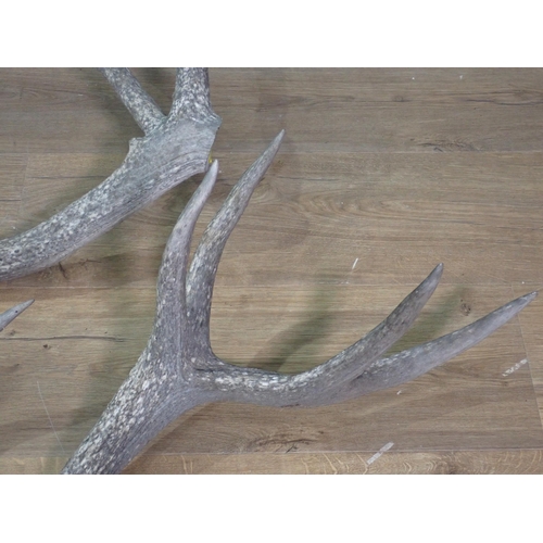 652 - A pair of unmounted fourteen point Red Deer Antlers