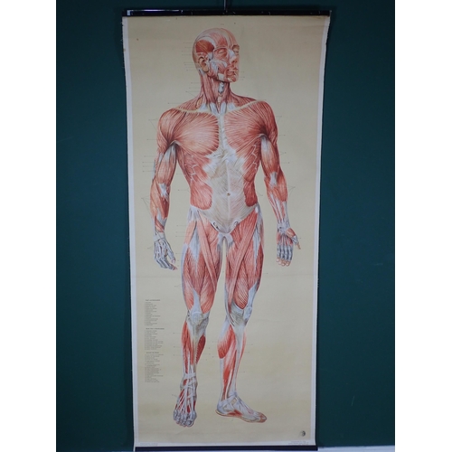 742 - An Anatomical Poster of the human muscles printed by Deutches Gesundheits Museum