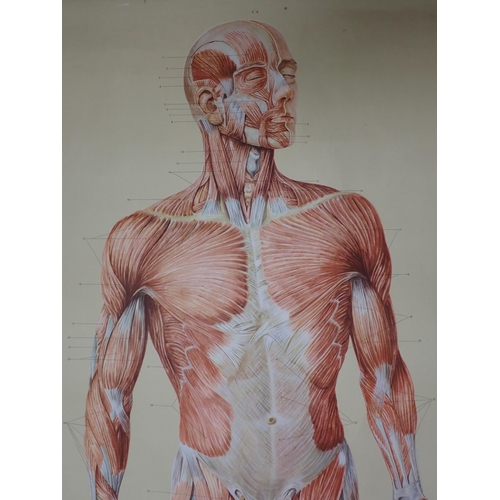 742 - An Anatomical Poster of the human muscles printed by Deutches Gesundheits Museum