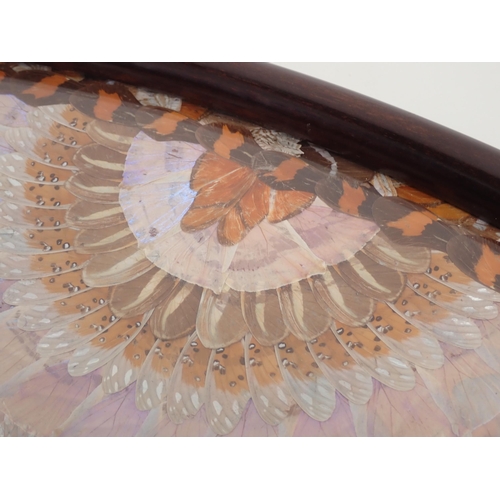 716 - An Edwardian oval Butterfly Wing Tray with mahogany frame 2ft 1in W