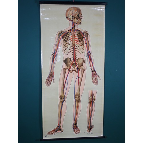 741 - A First World War period Anatomical Poster of the nervous system printed for the St John's Ambulance... 