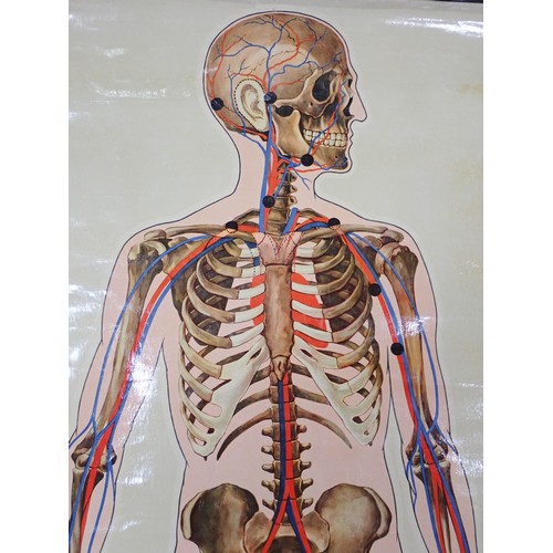 741 - A First World War period Anatomical Poster of the nervous system printed for the St John's Ambulance... 