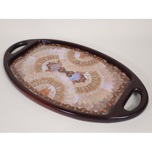 481 - An Edwardian oval Butterfly Wing Tray with mahogany frame 2ft 1in W