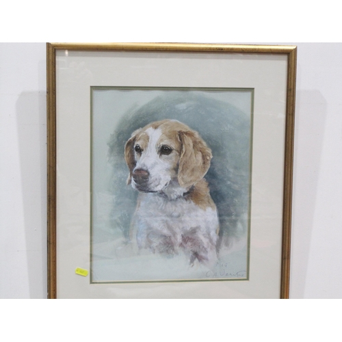 424 - CLAIRE VERITY, Study of a Dog, signed, watercolour and gouache, 20 x 14in