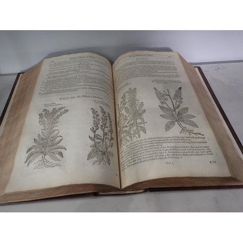 567 - GERARDE John, The Herball or General Histoire of Plantes, gathered by John Gerarde of London, Master... 