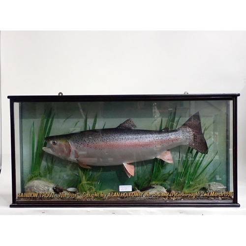 619 - A moulded Model of a Rainbow Trout in glazed Case with painted inscription 'Rainbow Trout 7lbs 9ozs,... 