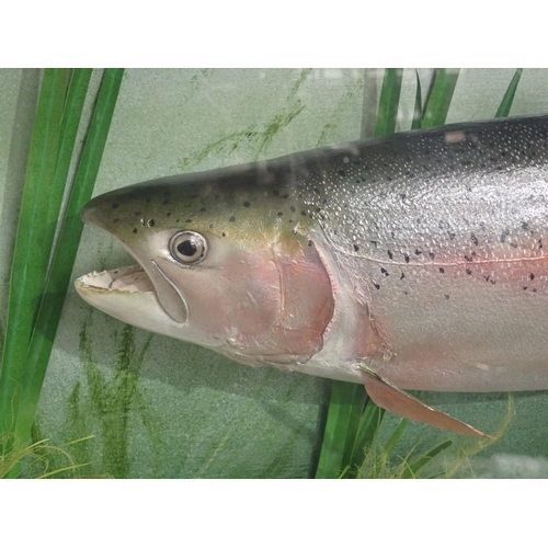 619 - A moulded Model of a Rainbow Trout in glazed Case with painted inscription 'Rainbow Trout 7lbs 9ozs,... 