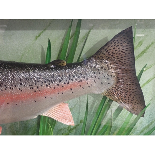 619 - A moulded Model of a Rainbow Trout in glazed Case with painted inscription 'Rainbow Trout 7lbs 9ozs,... 