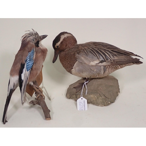 621 - A taxidermy drake Garganey, a Jay and a Song Thrush