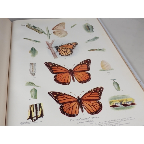 651 - Frohawk, F.W.; Natural History of British Butterflies, Hutchinson & Co. 1925 with reproduction dust ... 