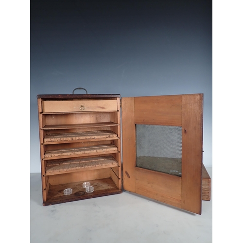 661 - An antique stained pine Lepidopterist's Setting Cabinet with gauze cupboard door enclosing cork line... 