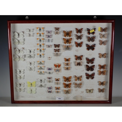 662 - Three wall mounted Lepidopterist's Cases displaying a collection of British Moths and Butterflies in... 