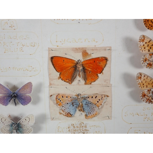 662 - Three wall mounted Lepidopterist's Cases displaying a collection of British Moths and Butterflies in... 